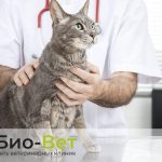 Pneumonia in cats