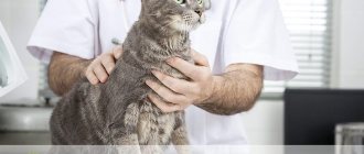 Pneumonia in cats