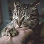 Why does a cat bite when you pet it? read the article