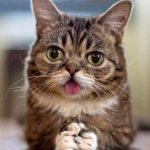 Why does a cat stick out its tongue? Diseases that cause the tip of the tongue to protrude in cats 