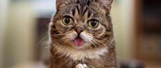 Why does a cat stick out its tongue? Diseases that cause the tip of the tongue to protrude in cats 