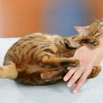 Why do cats scratch and bite their owners?