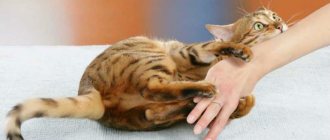 Why do cats scratch and bite their owners?