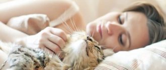 Why cats love to sleep with their owners. Read the article for opinions from experienced breeders 