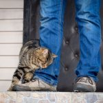 Why cats rub against human legs - causes and consequences