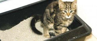 Why does a cat pee in the litter box and poop next to it? Read the article