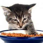 Why doesn&#39;t my kitten eat dry food?