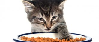 Why doesn&#39;t my kitten eat dry food?