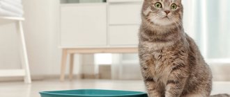 Why do cats pee on the carpet?