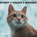 Почему у кошки 9 жизней