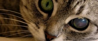 Why does a cat have dilated pupils?