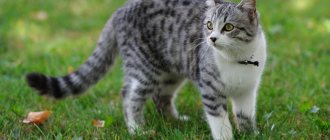 Is subcutaneous mite in cats a dangerous parasite?jpg