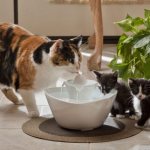 Cat drinking bowl: automatic drinking fountain for cat