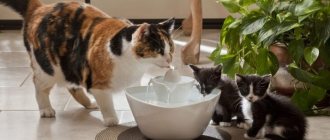 Cat drinking bowl: automatic drinking fountain for cat