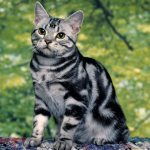 tabby cat