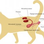 половая система кота, половая система котов, половая система кота схема, половая система котов схема