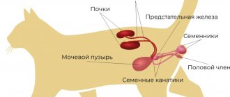 половая система кота, половая система котов, половая система кота схема, половая система котов схема