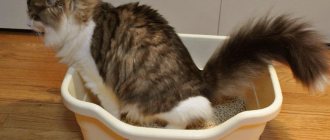 Diarrhea in a cat: how to properly treat an upset stomach