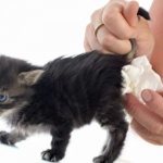 Diarrhea in kittens