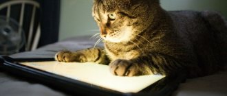 Popular games for cats on iOS and Android