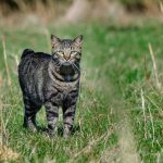 Manx cat breed