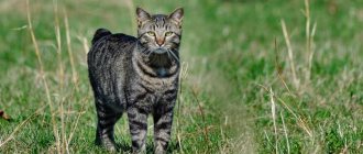 Manx cat breed