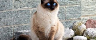 Cat breed similar to Siamese: list and description