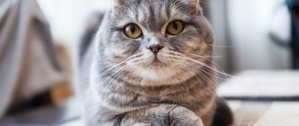 Scottish Fold cat breed photo