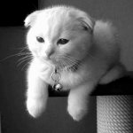 White cat breeds