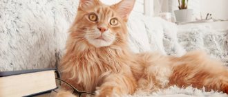 Cat Breeds Best at Catching Mice: Maine Coon