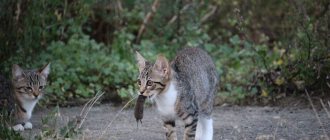 Rules for feeding a kitten at 3-4 months