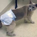 If the cat urinates frequently, a diaper is put on the cat, photo https://localvet.ru