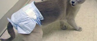 If the cat urinates frequently, a diaper is put on the cat, photo https://localvet.ru