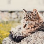 Causes of pneumonia in cats