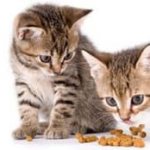 Feeding kittens. At what age should you feed? 