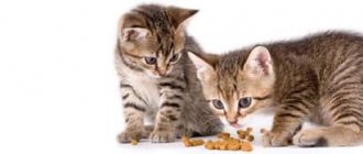 Feeding kittens. At what age should you feed? 