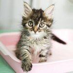 Maine Coon litter box training