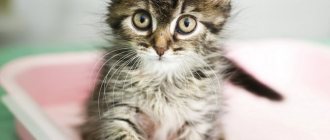 Maine Coon litter box training