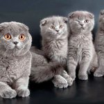 Life expectancy of a Scottish fold cat