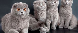 Life expectancy of a Scottish fold cat