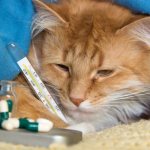 Простуда у кошек: симптомы и лечение, причины заболевания, как определить, передается ли человеку