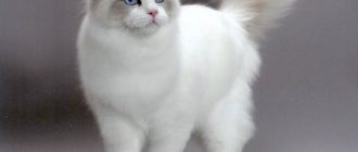 Ragdoll cat breed description