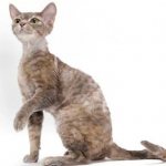 Mystical England is the homeland of the Devon Rex.