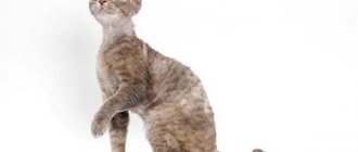 Mystical England is the homeland of the Devon Rex.