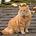 ginger cat