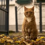 Red cat sitting on the road