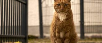 Red cat sitting on the road