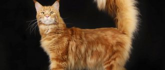 red Maine Coon