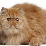 Red Persian cat