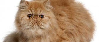 Red Persian cat